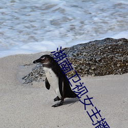 湖南卫视女主播