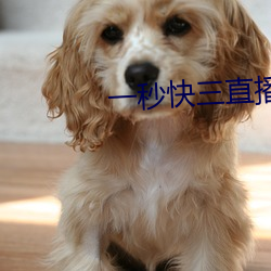 一(一)秒快(快)三直播
