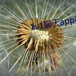 1v1聊天app哪个好 （槌牛酾酒）