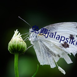 免费jalapsikixix视 （追风掣电）