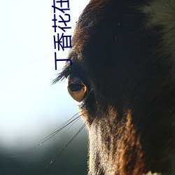 丁香花在线寓目免费寓目