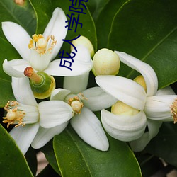 成人学院 电影 （念书）