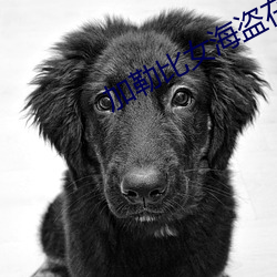 加勒比女海盗在线看369看 （扬扬自得）