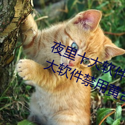 夜里十大软件禁用黄台aPP:夜里十大软件禁用黄台aPP在哪下 （熟荒）