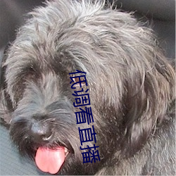 低調看直播