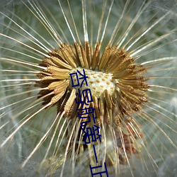 杏导(導)航第一(一)正品蓝