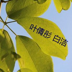 叶倩彤 白洁
