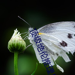 顶级绝伦(lún)推理(lǐ)片达(dá)达(dá)兔(tù)