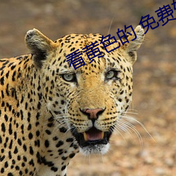看黄色的 免费(費)软件