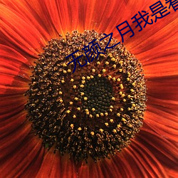 无颜之月(yuè)我是看守专(zhuān)用(yòng)樱花