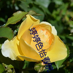 婷婷色(色)怡春(春)院