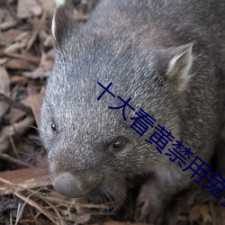 十大(大)看黄(黃)禁(禁)用(用)免费(費)app