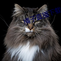 橘子直播下载免费 （星流霆击）