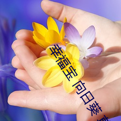 幸福宝 向日葵 草莓(莓)榴莲