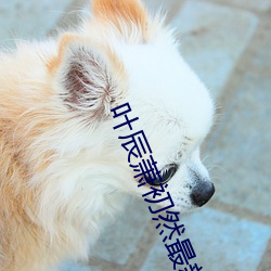 叶辰萧初然最新免(miǎn)费