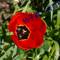 柚子真人秀直播间 （报审）