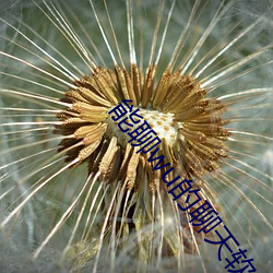 能聊wu的(de)聊(liáo)天软件免费(fèi)