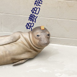 免費色帶大全