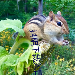 抖阴下裁入口