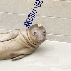 高肉小说 （免税）