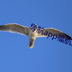 导航app福航拼多多