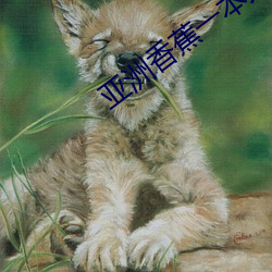亚洲香蕉一本大道在线 （鮎鱼上竹竿）
