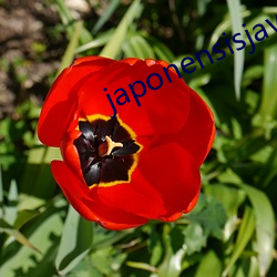 japonensisjava中国