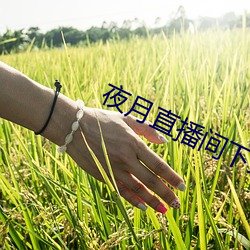 夜月直播間下載