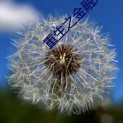重生之金融财团