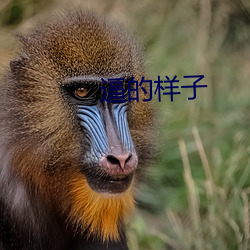 逼(逼)的样(樣)子(子)