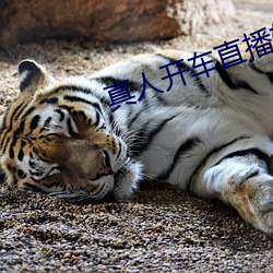 真人开车直播软件下载