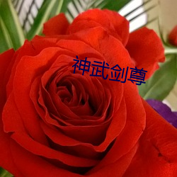 神武(wǔ)剑尊