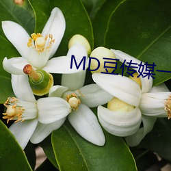 MD豆传(傳)媒一二三区进(進)站口