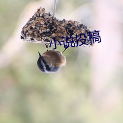 小说(說)投(投)稿