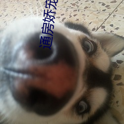 通房嬌寵