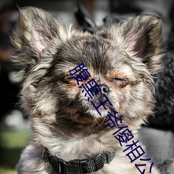 腹黑王爷傻相公