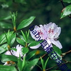 baby直播在(在)线观(觀)看免费