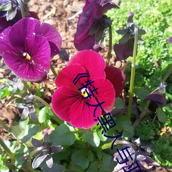 《特大黑人(人)与亚洲娇(嬌)小(小)��手机高(高)清(清)在线观看