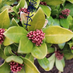 十大导航软件