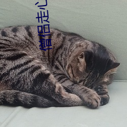 僧侶走心不走腎在線觀看第