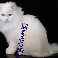 貓咪app官網入口點擊進入