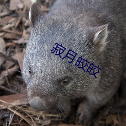 寂月皎(jiǎo)皎