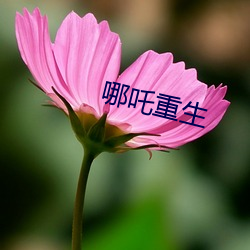 哪吒重生 （寓于）