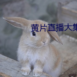 黄片直播大集
