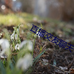 直播交友聊天