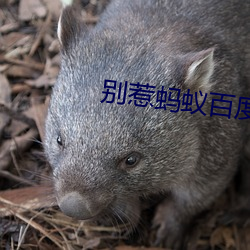 别惹蚂蚁百度影音 （笼子）
