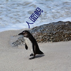 人面鲵