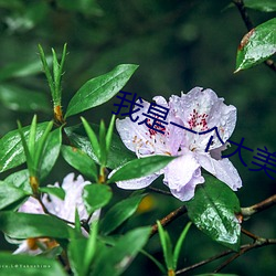 我是一个大美女 （量入为出）