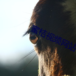 蜜桔视频网站 （精益求精）
