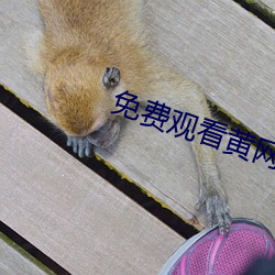 免费(費)观(觀)看黄(黃)网站